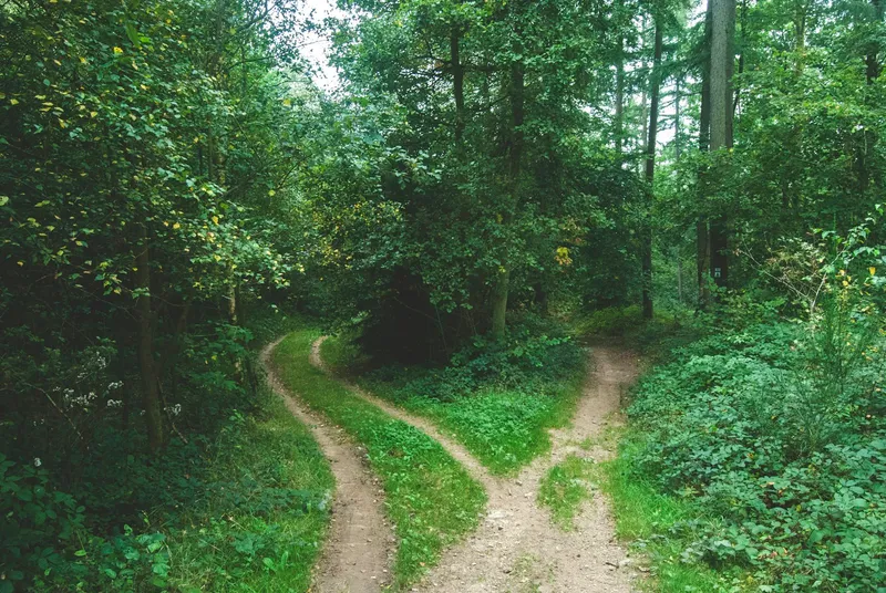 A forest track splitting into two separate dirt paths between green trees